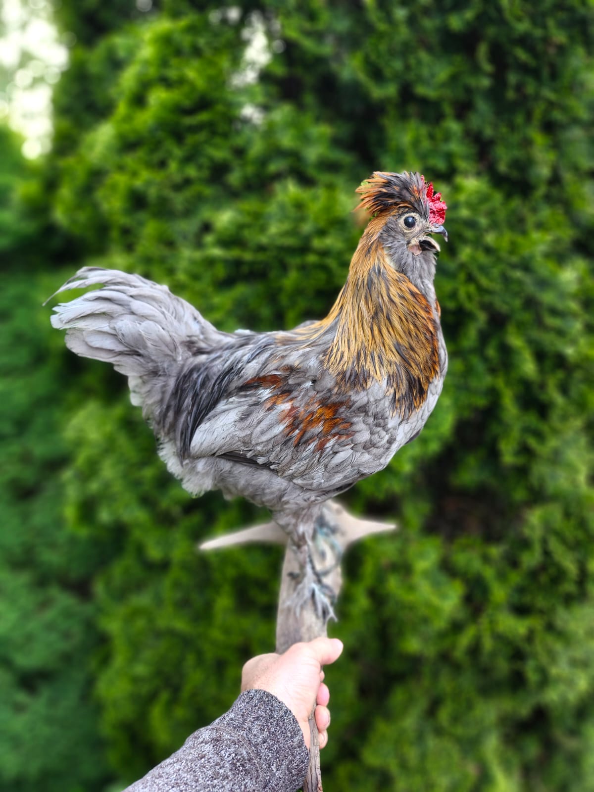 Wall mounted rooster taxidermy, chicken taxidermy