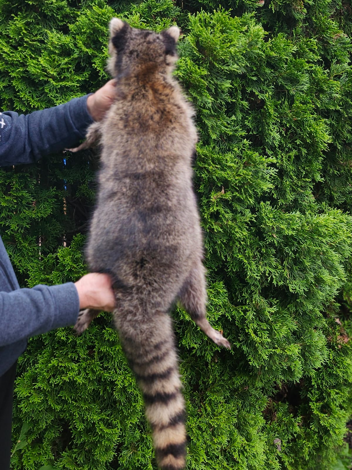 Soft mount large raccoon taxidermy