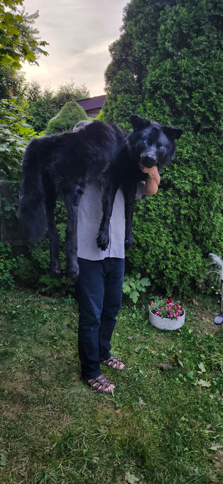 Floppy soft mount black wolf taxidermy