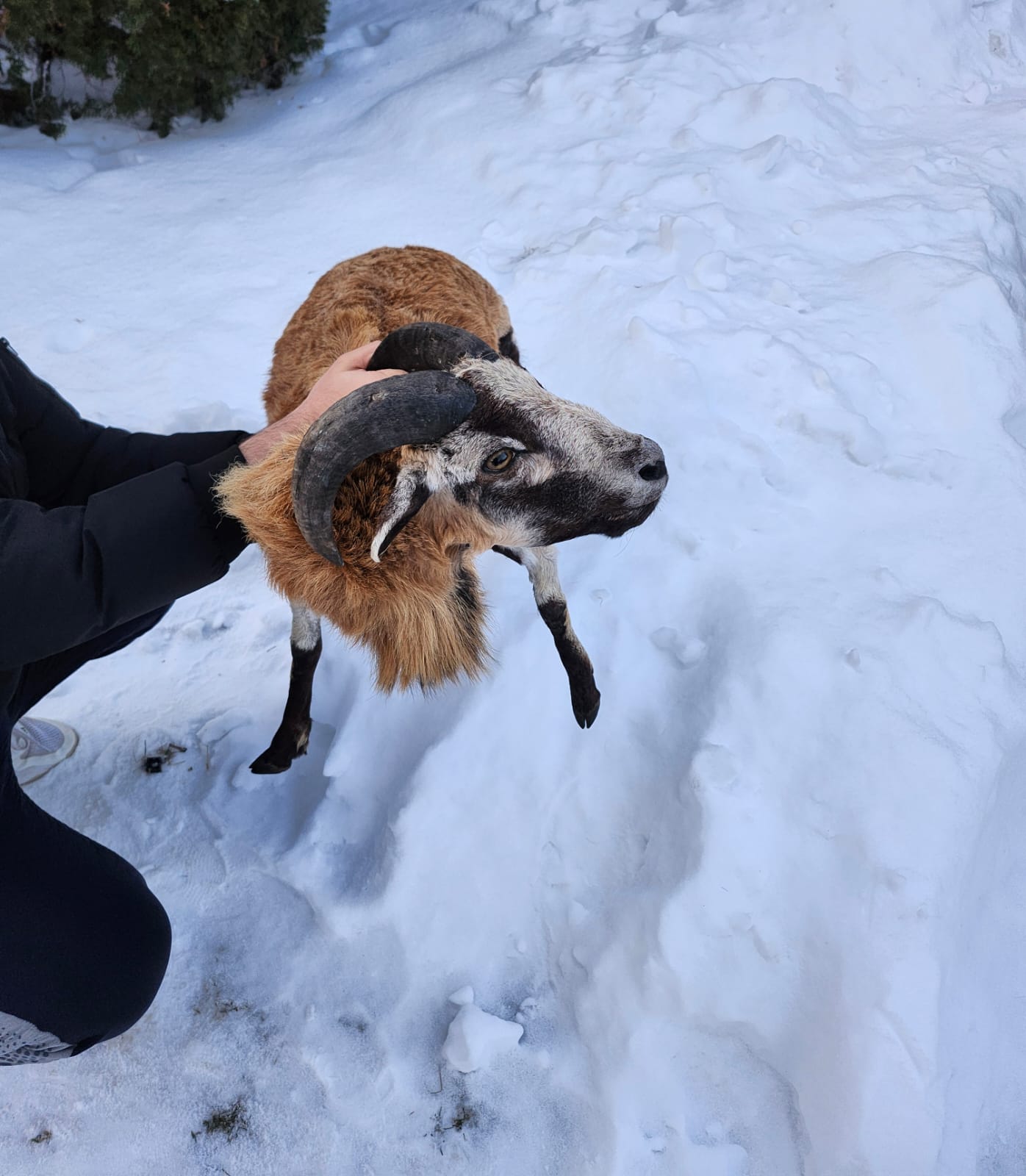 Soft mount blackbelly sheep taxidermy