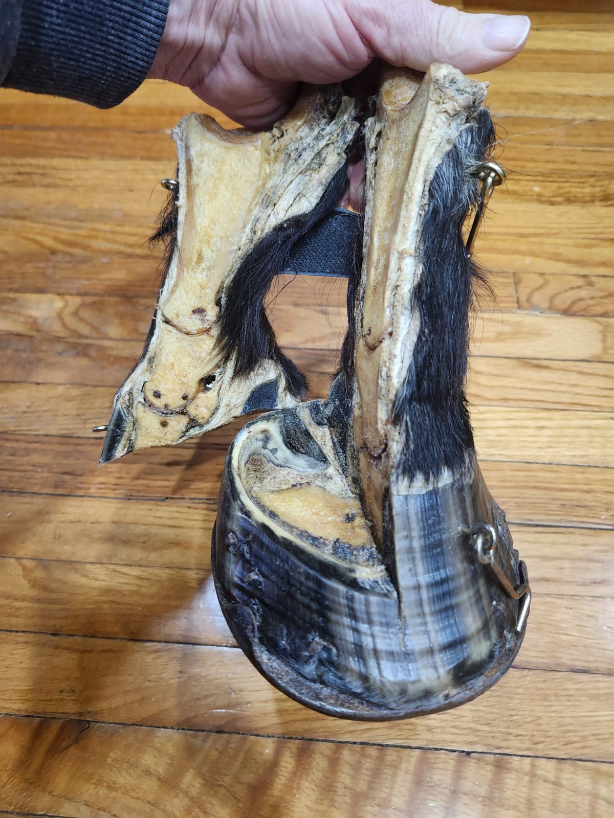 Black educational horse hoof taxidermy