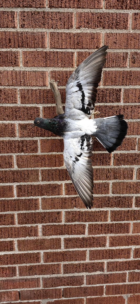 Flying gray pigeon taxidermy