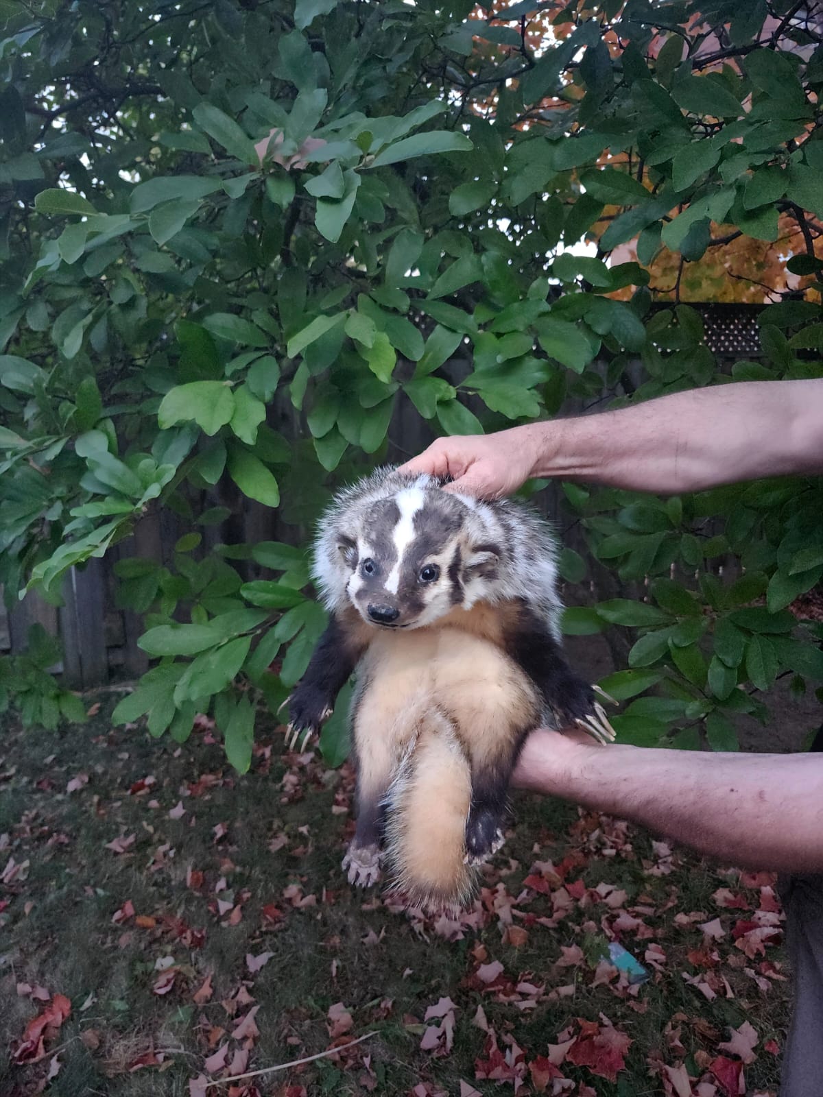 Floppy soft mount badger taxidermy