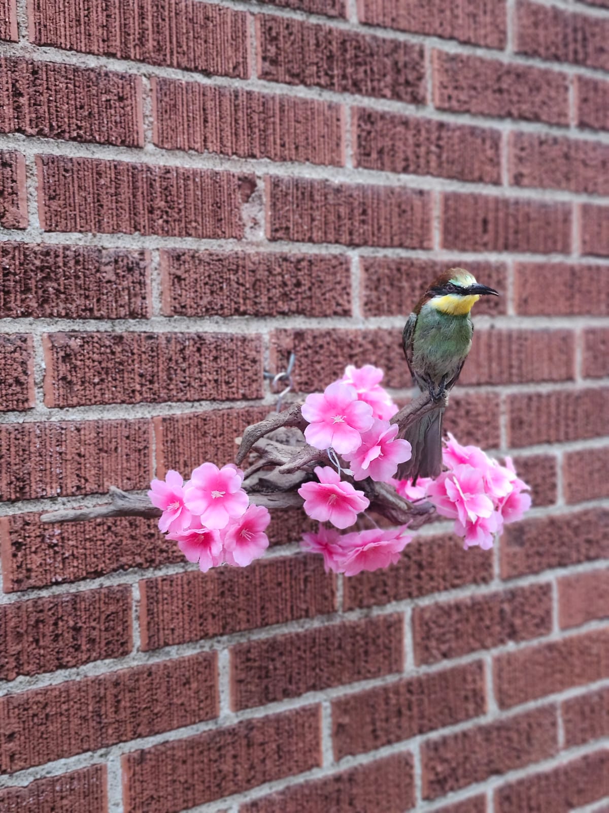 Wall mounted bee eater taxidermy