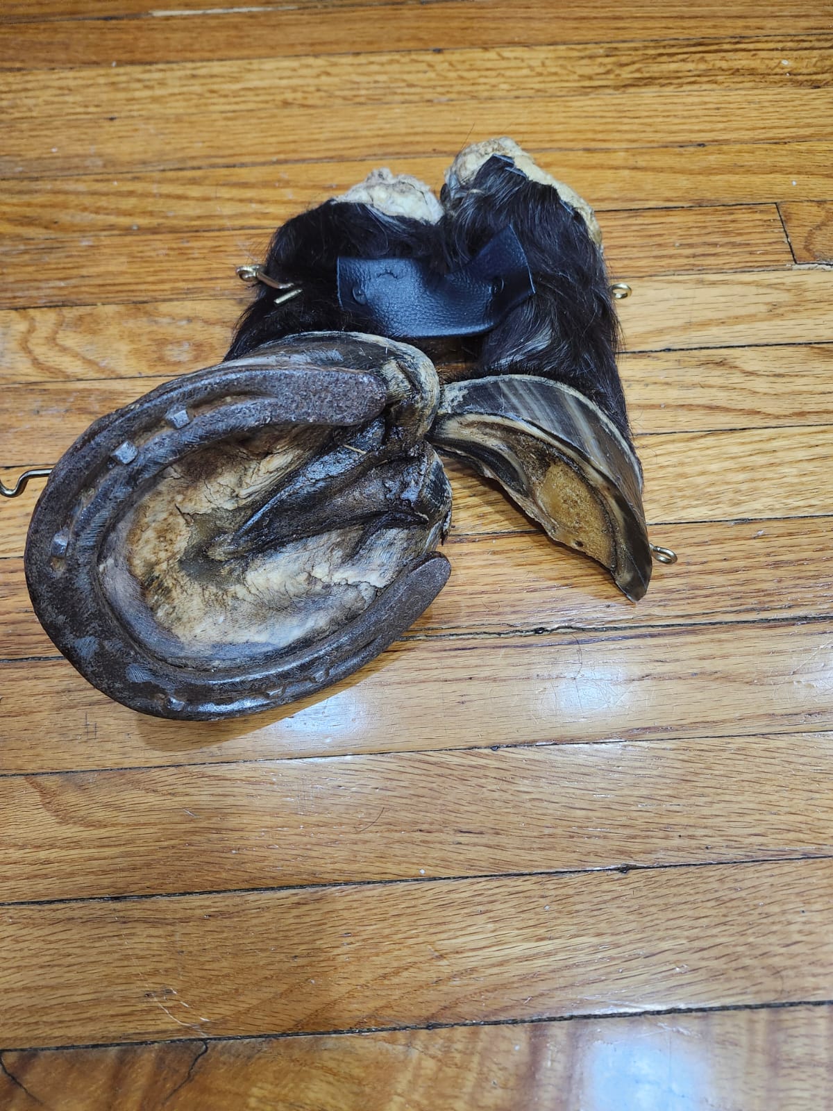 Black educational horse hoof taxidermy