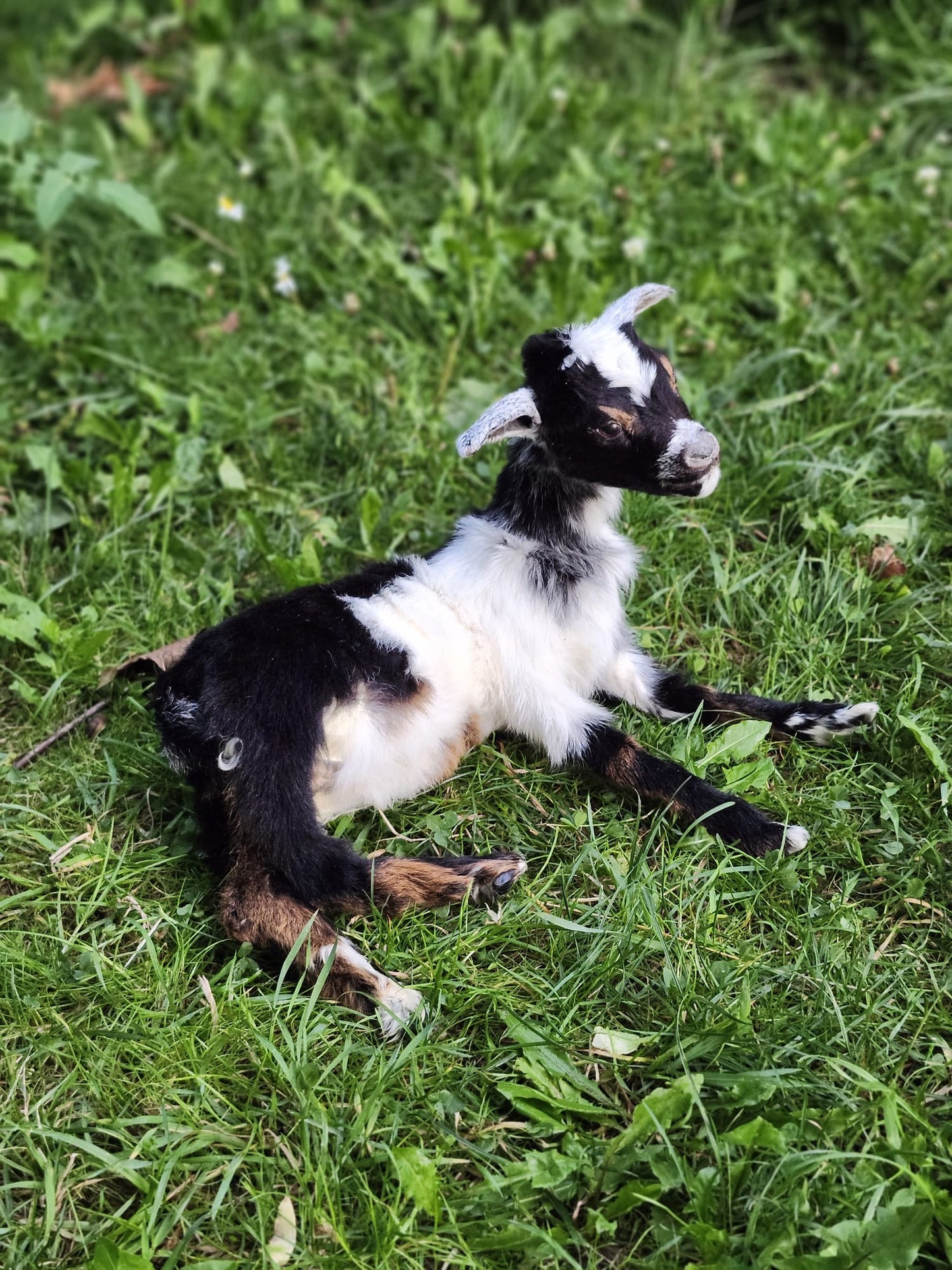 Fully posable soft mount baby goat taxidermy