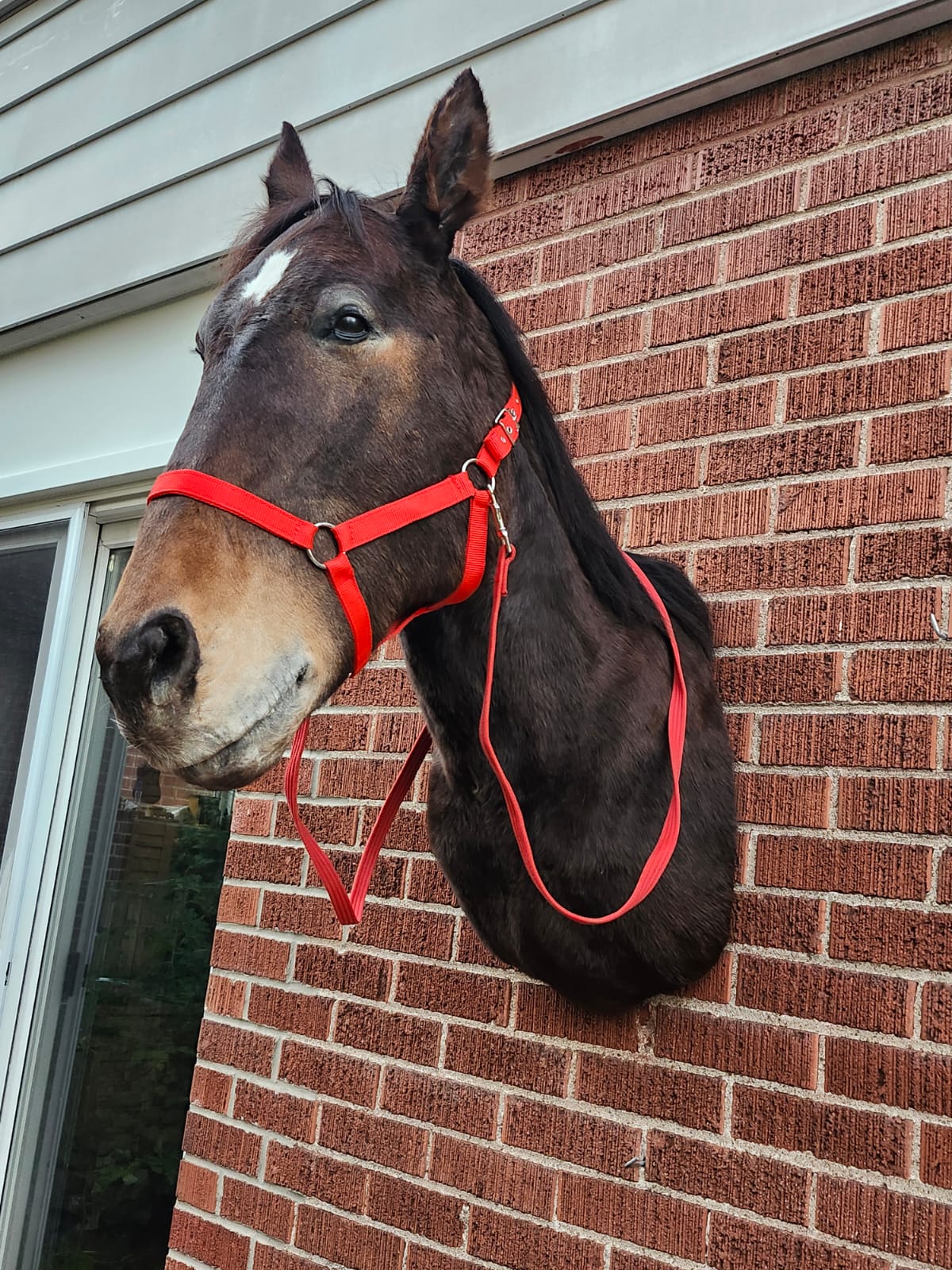 Shoulder mount horse taxidermy