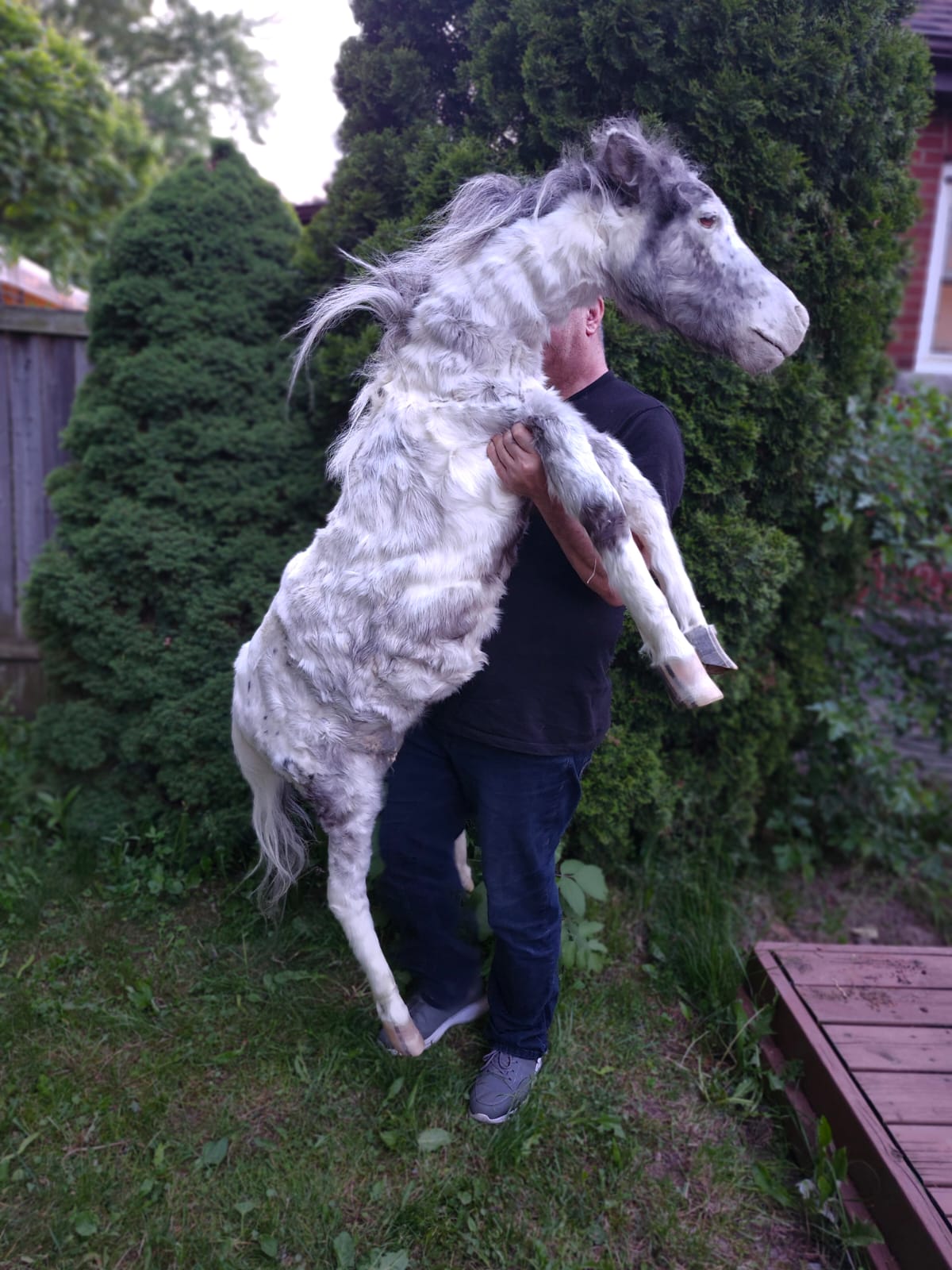 Soft mount white and silver horse taxidermy