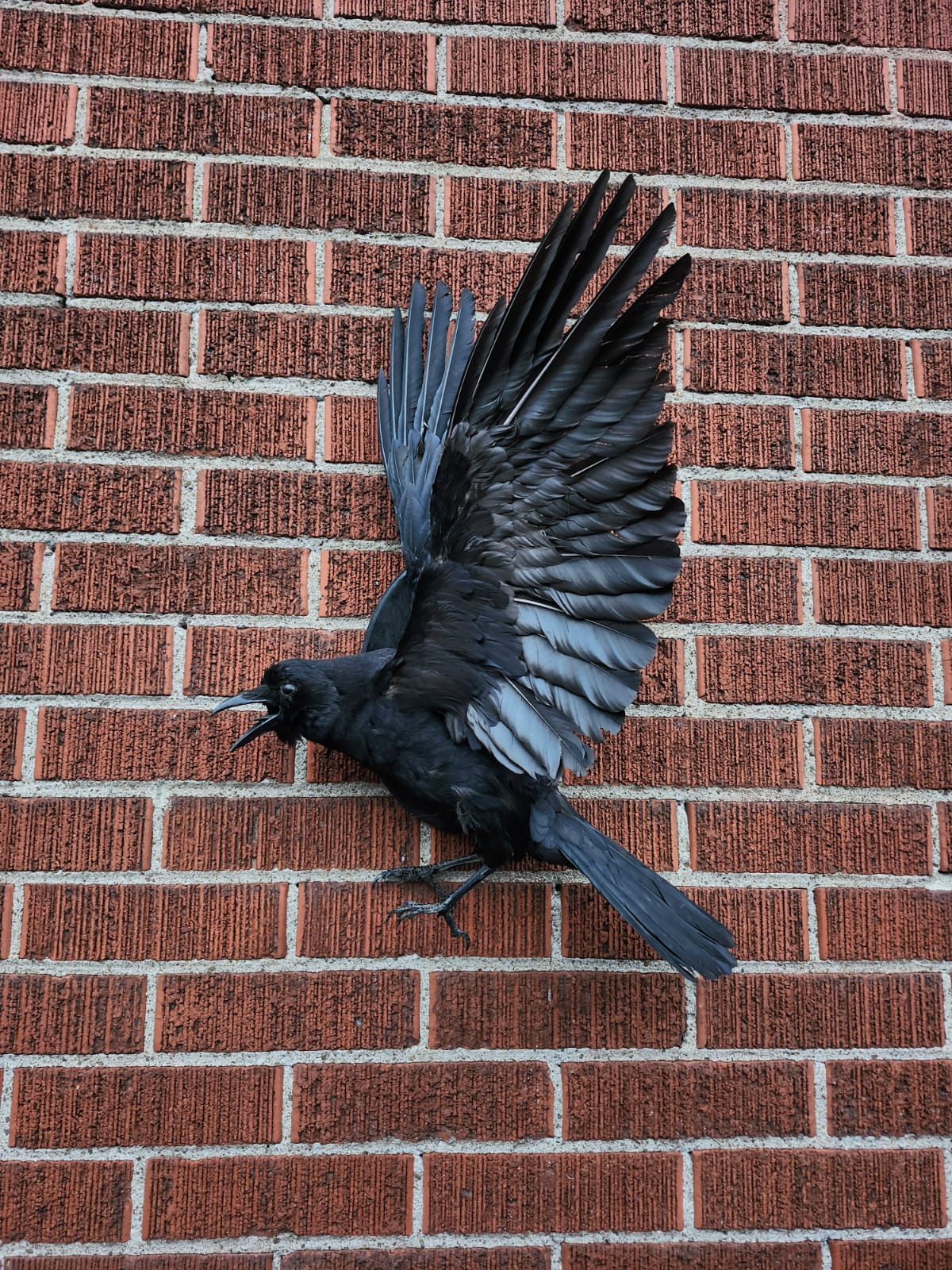 Flying wall mounted carrion crow taxidermy