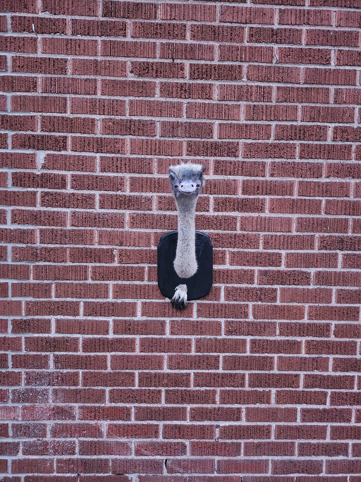 Wall mounted ostrich taxidermy