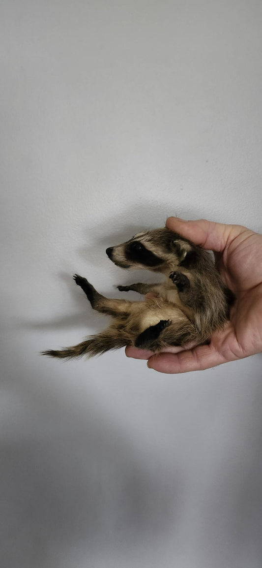 Soft mount baby raccoon taxidermy