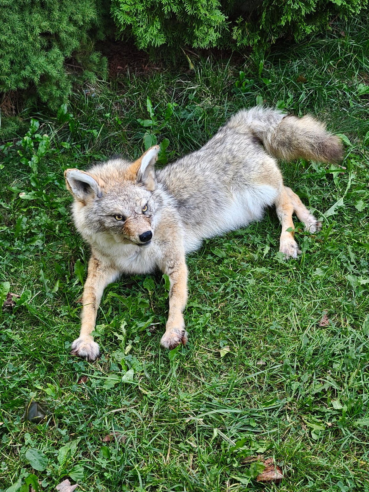 Fully posable soft mount coyote taxidermy
