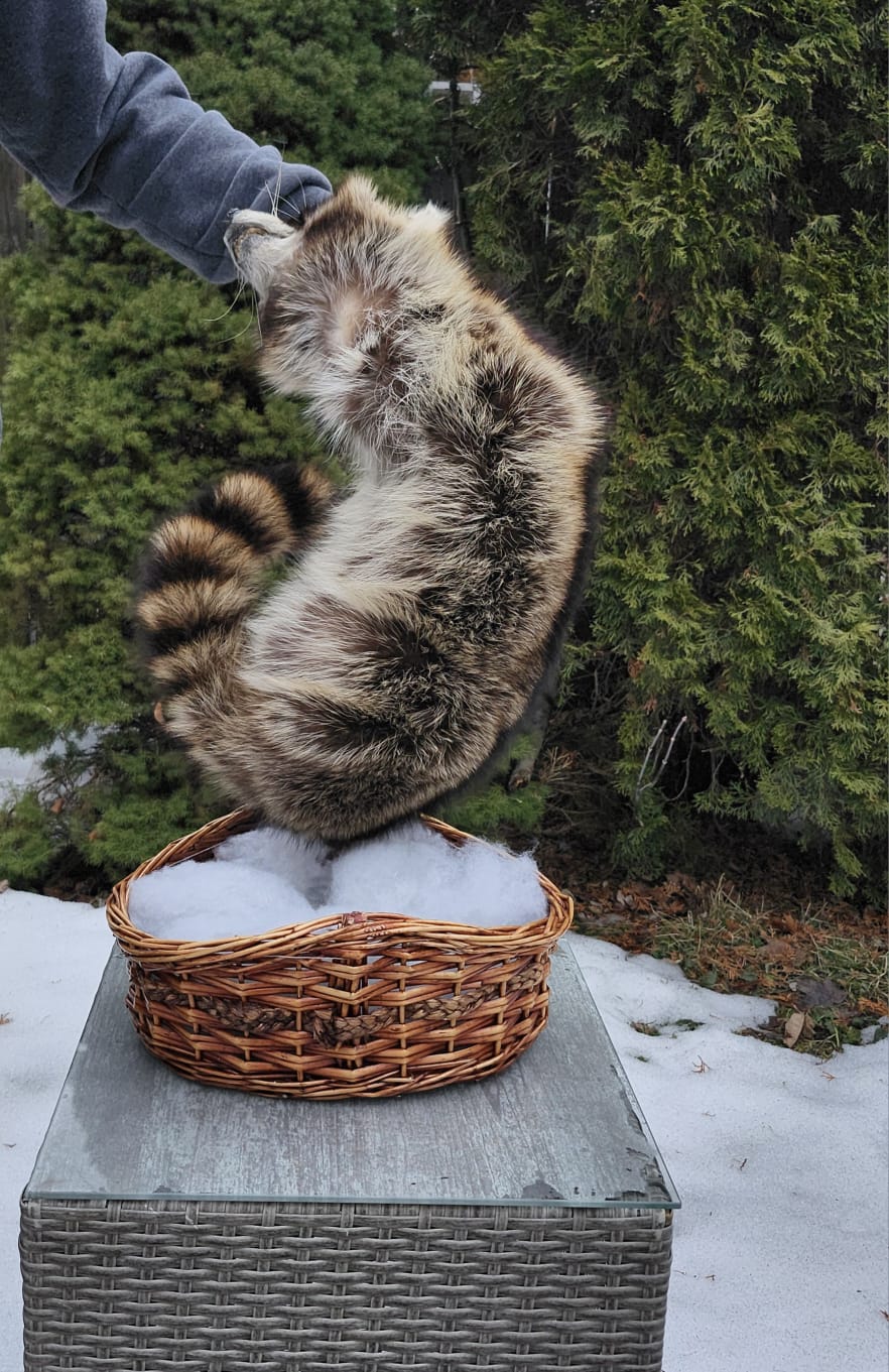 Raccoon taxidermy sitting in a basket