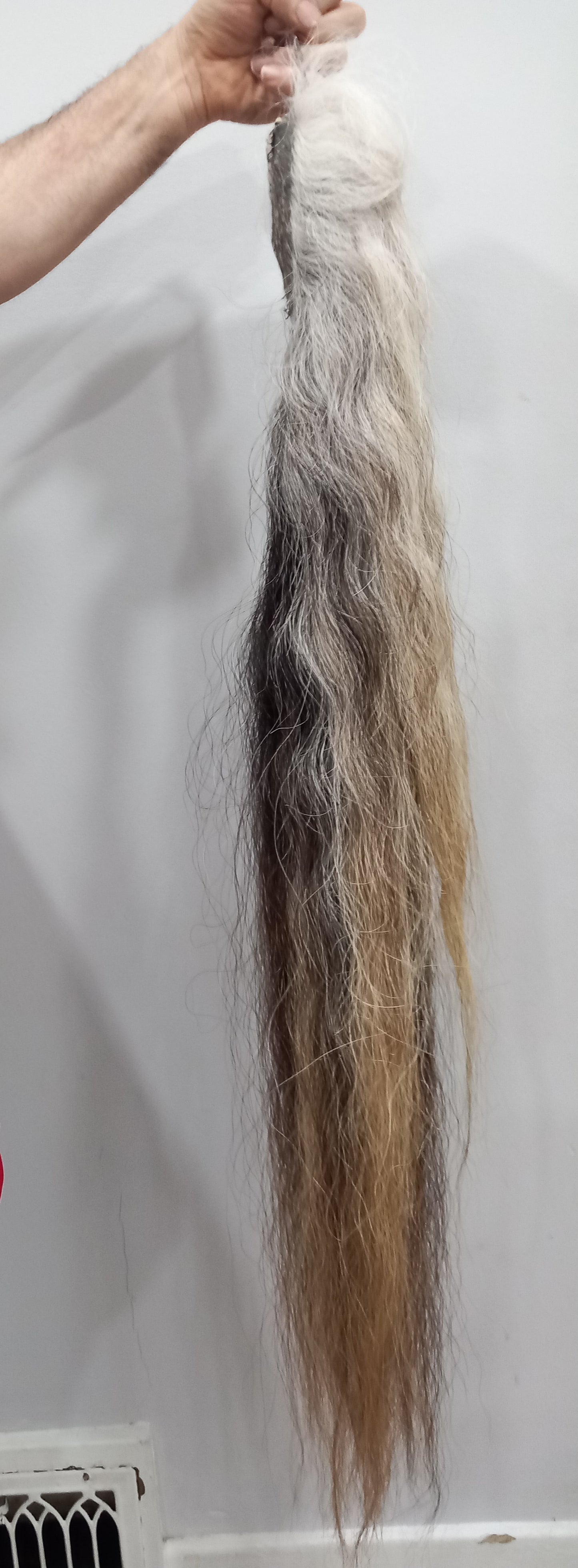 Horse tail taxidermy