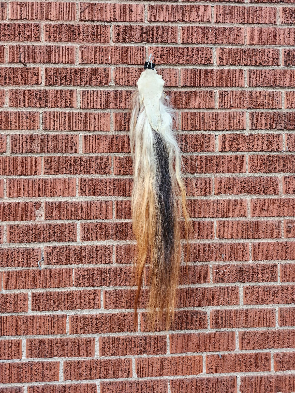 Pony horse tail taxidermy