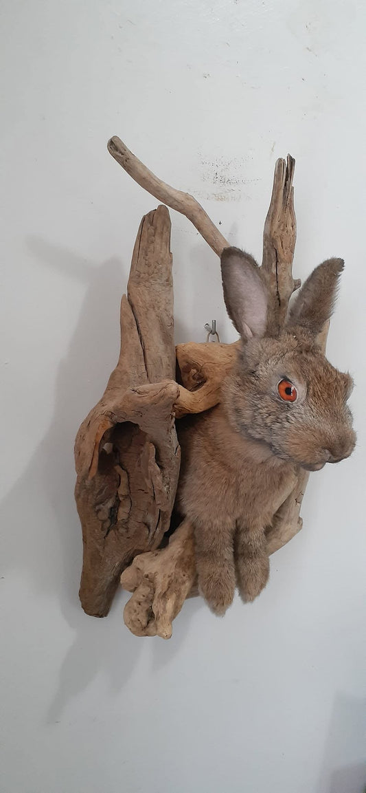 Shoulder mount rabbit / bunny / jackalope taxidermy