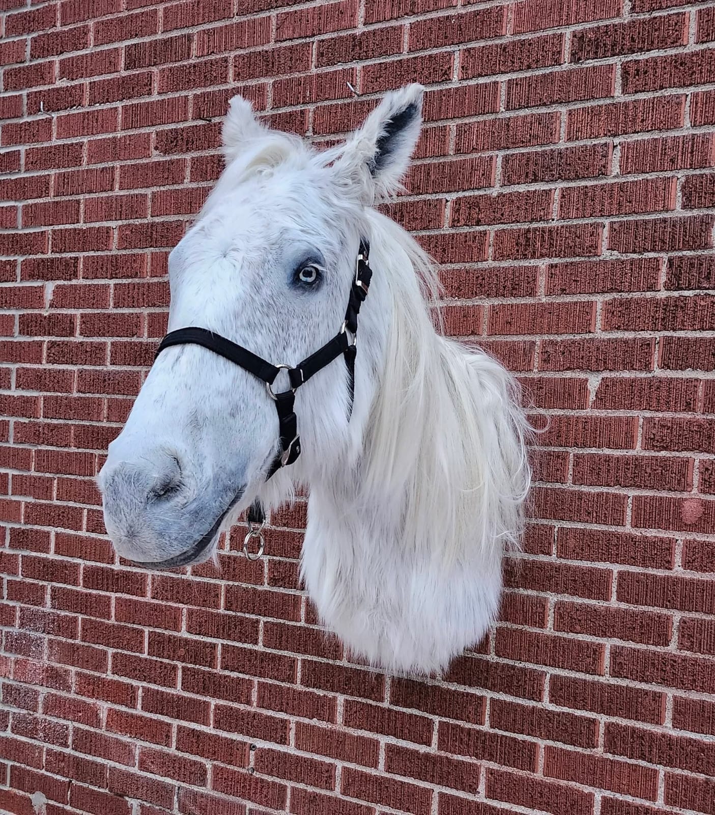 White shoulder mount horse taxidermy