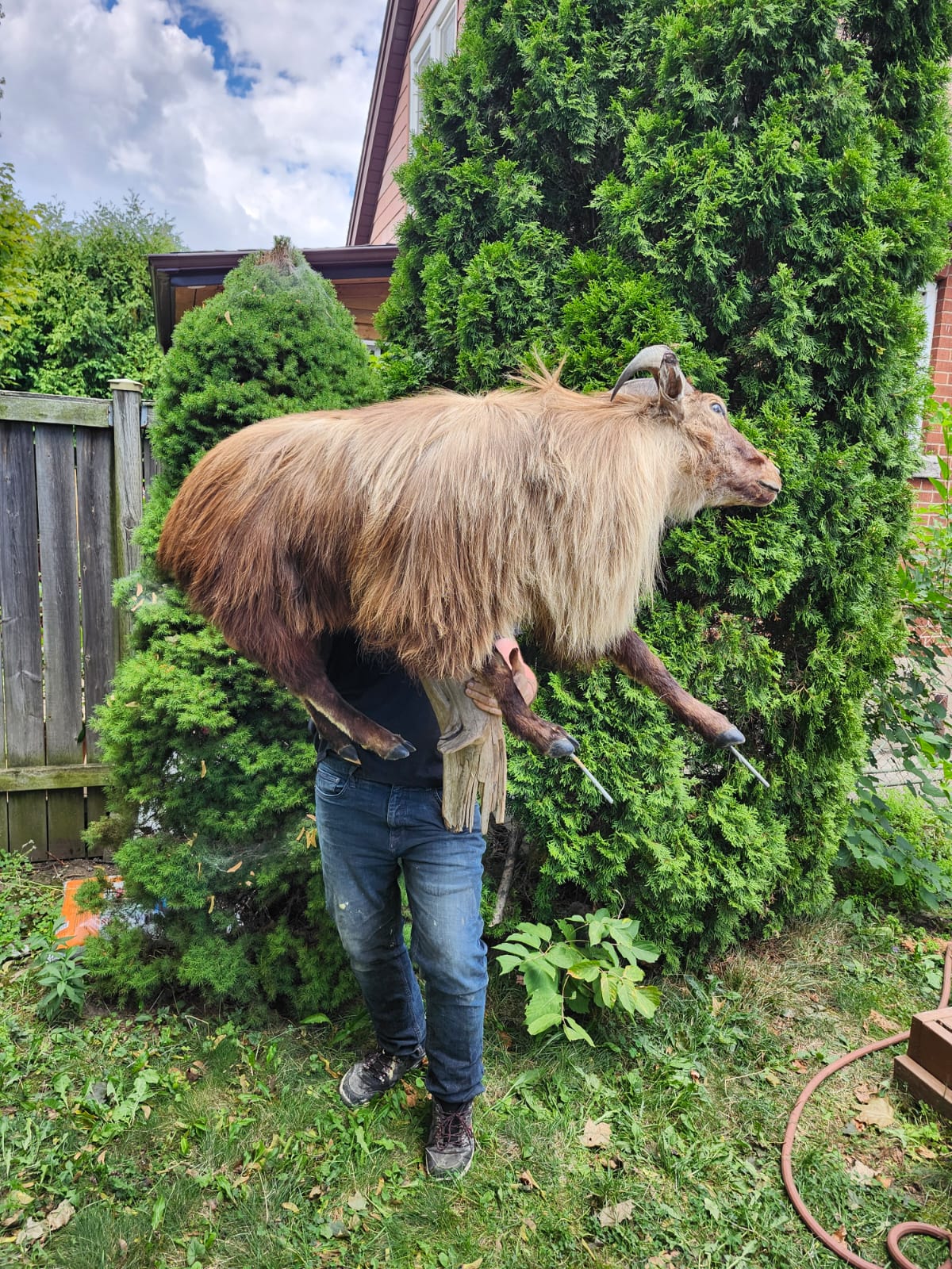 Wall mounted full body goat