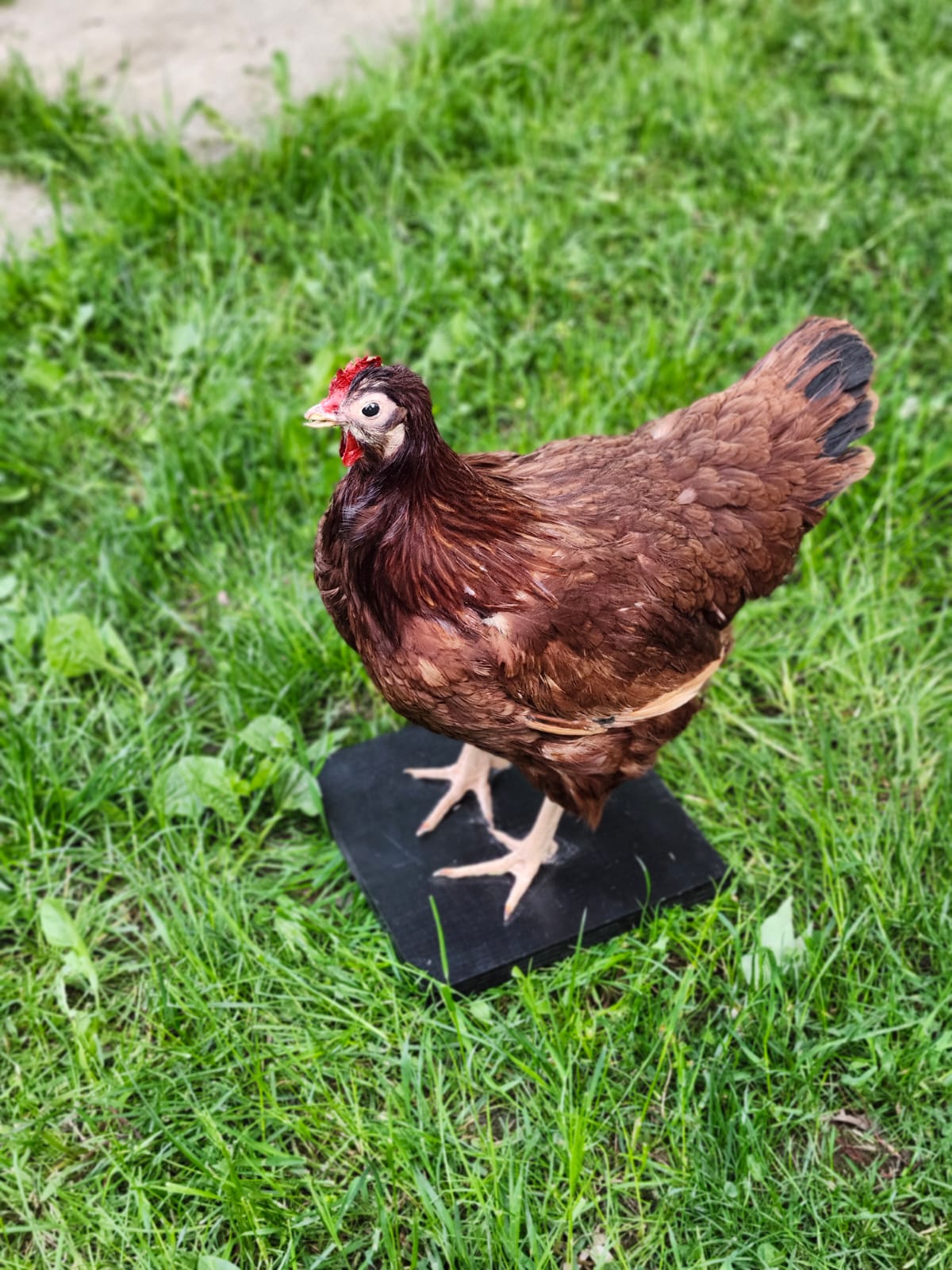 Dark brown rooster taxidermy, chicken taxidermy