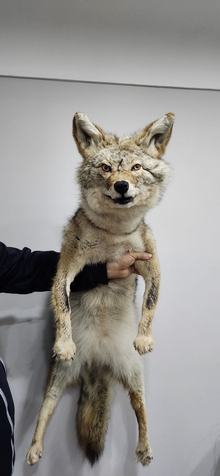 Soft mount coyote taxidermy