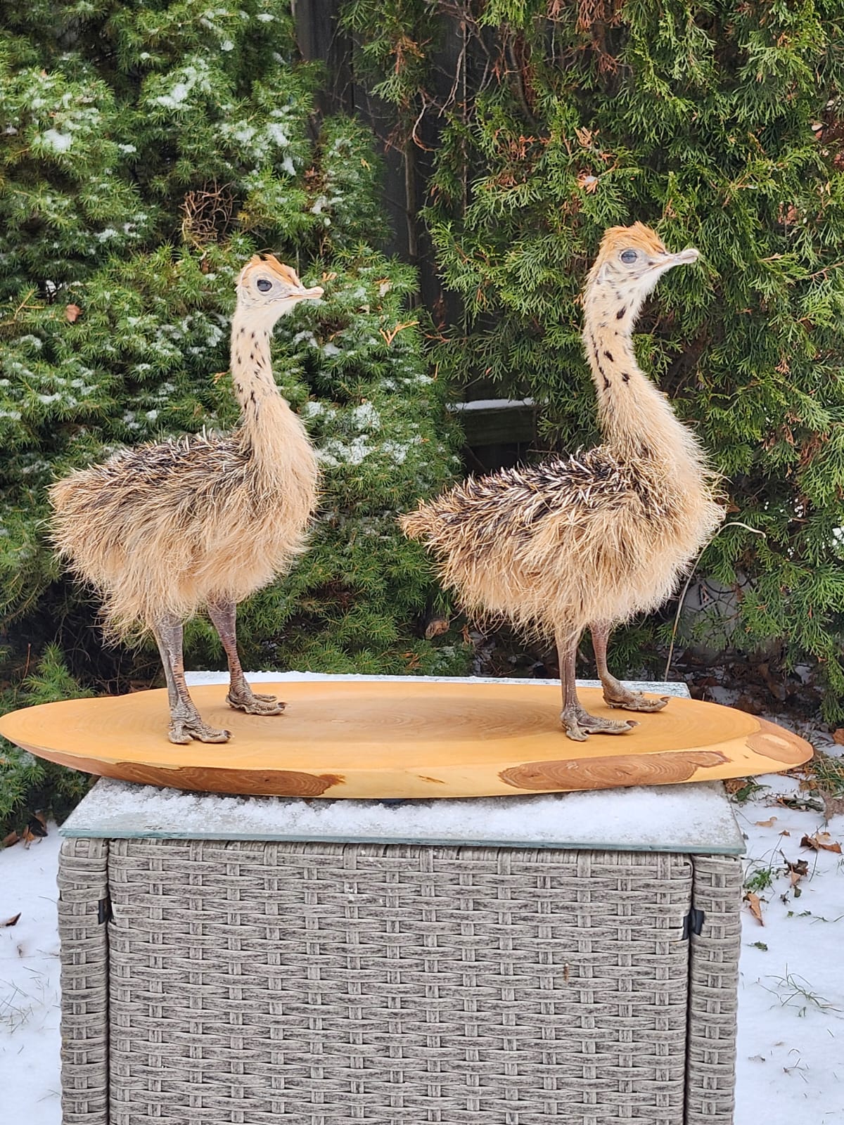 Two baby ostrichs taxidermy