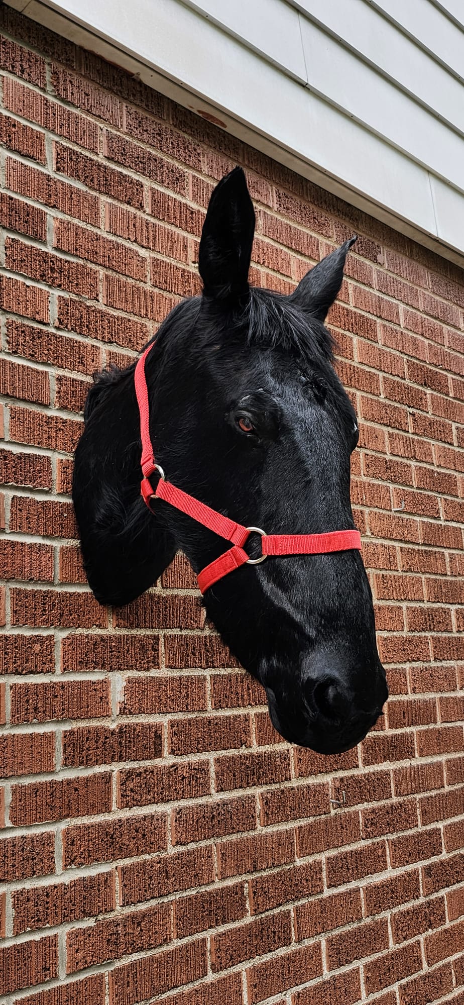 Black horse head taxidermy with replica horn, black unicorn
