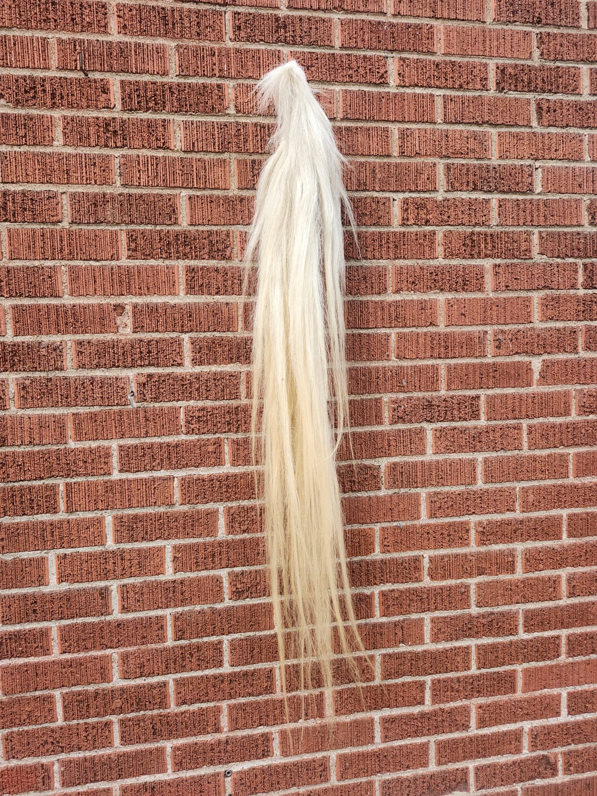 Long white horse tail taxidermy