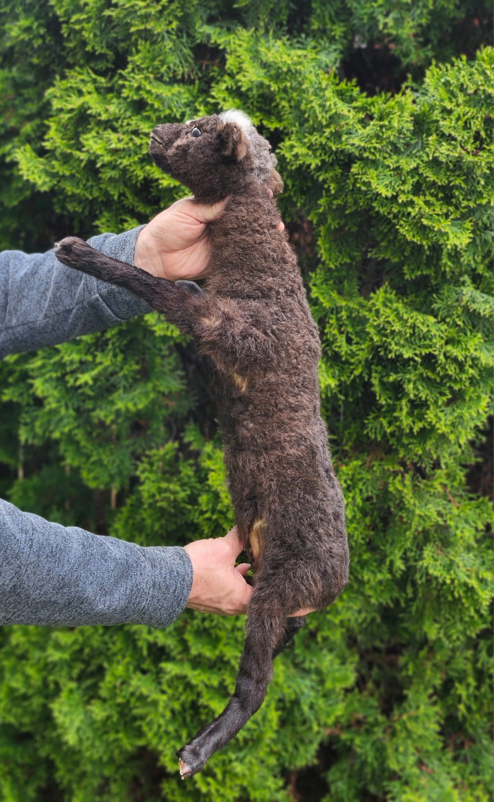 Floppy soft mount baby lamb taxidermy,  goat, sheep