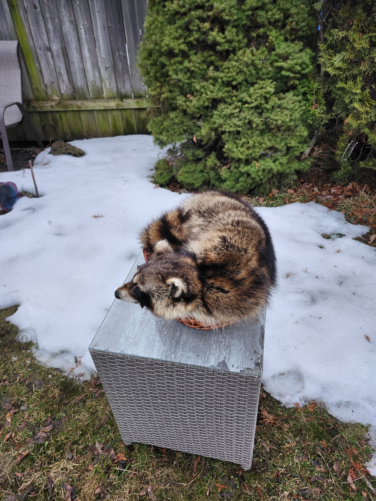 Raccoon taxidermy sitting in a basket