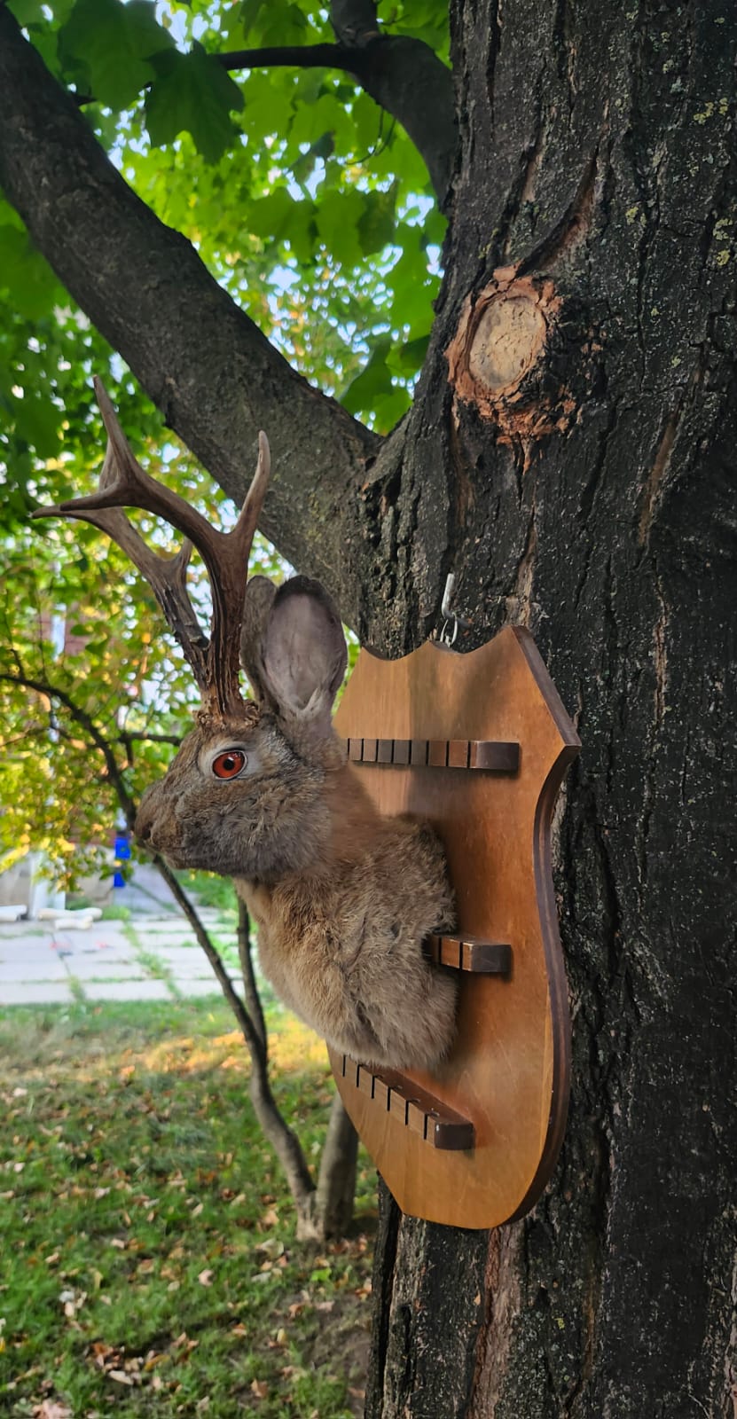 Shoulder mount brown jackalope taxidermy