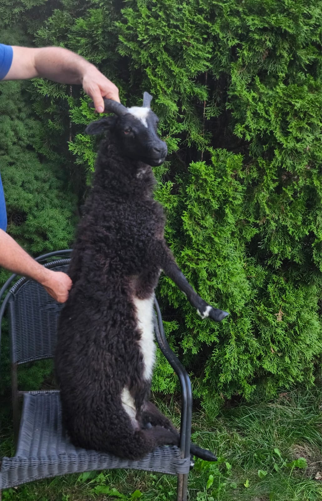 Black soft mount sheep taxidermy with horns