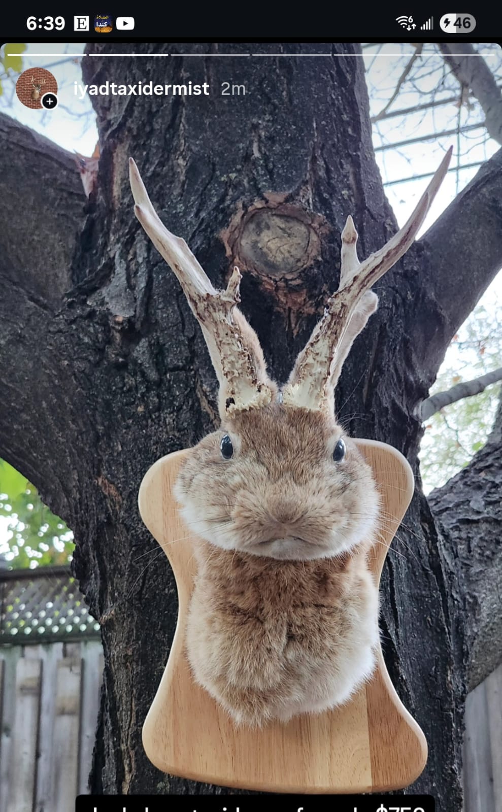 Shoulder mount brown jackalope taxidermy