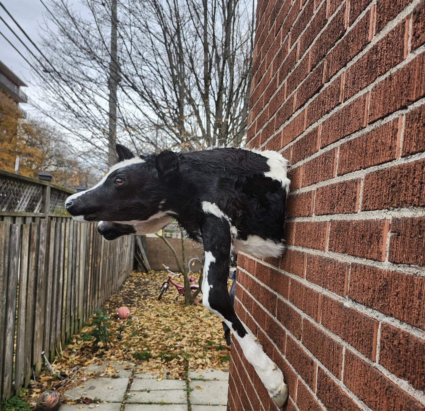 Shoulder mount two headed calf taxidermy, cow taxidermy