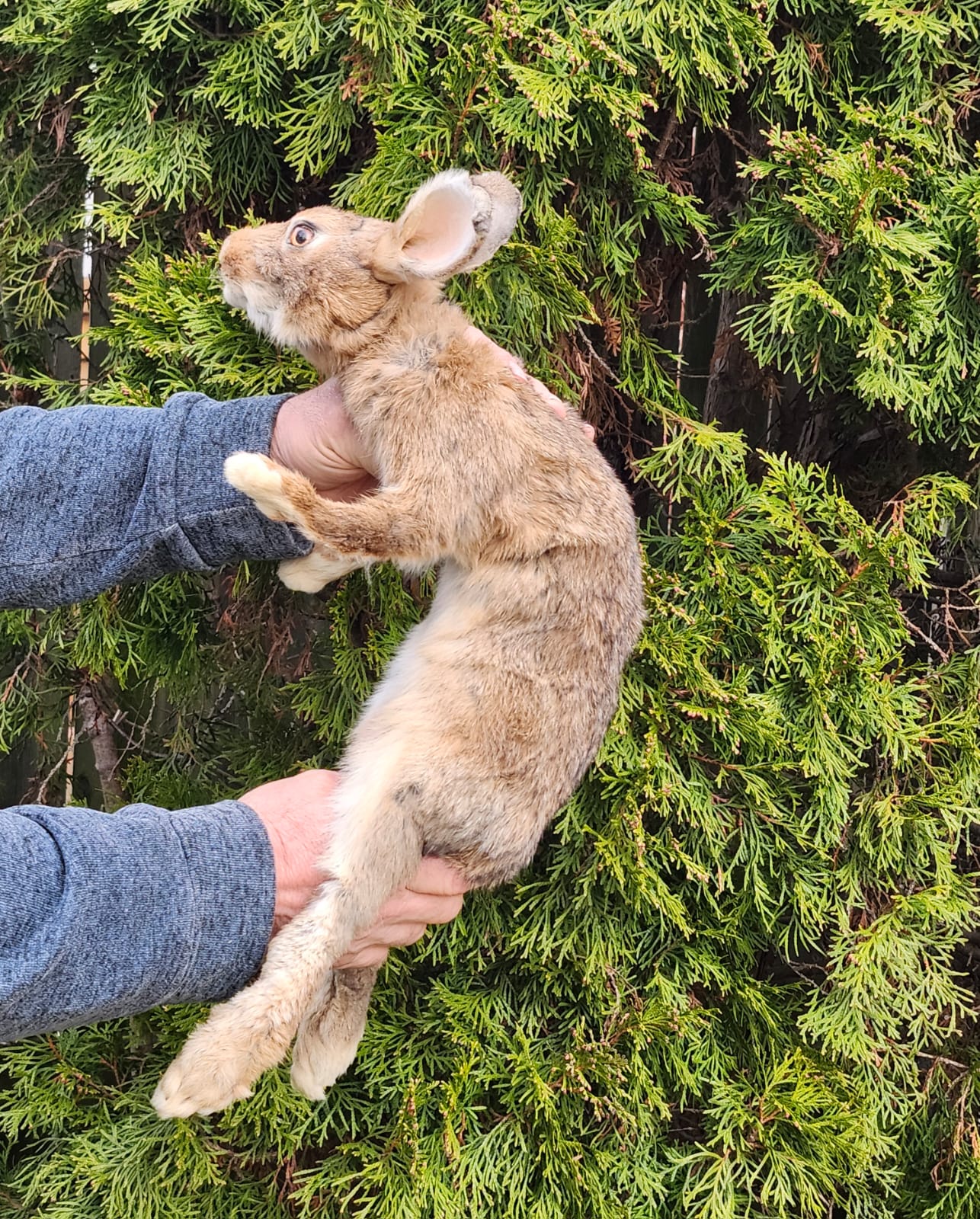 Brown soft mount rabbit taxidermy, floppy soft mount bunny