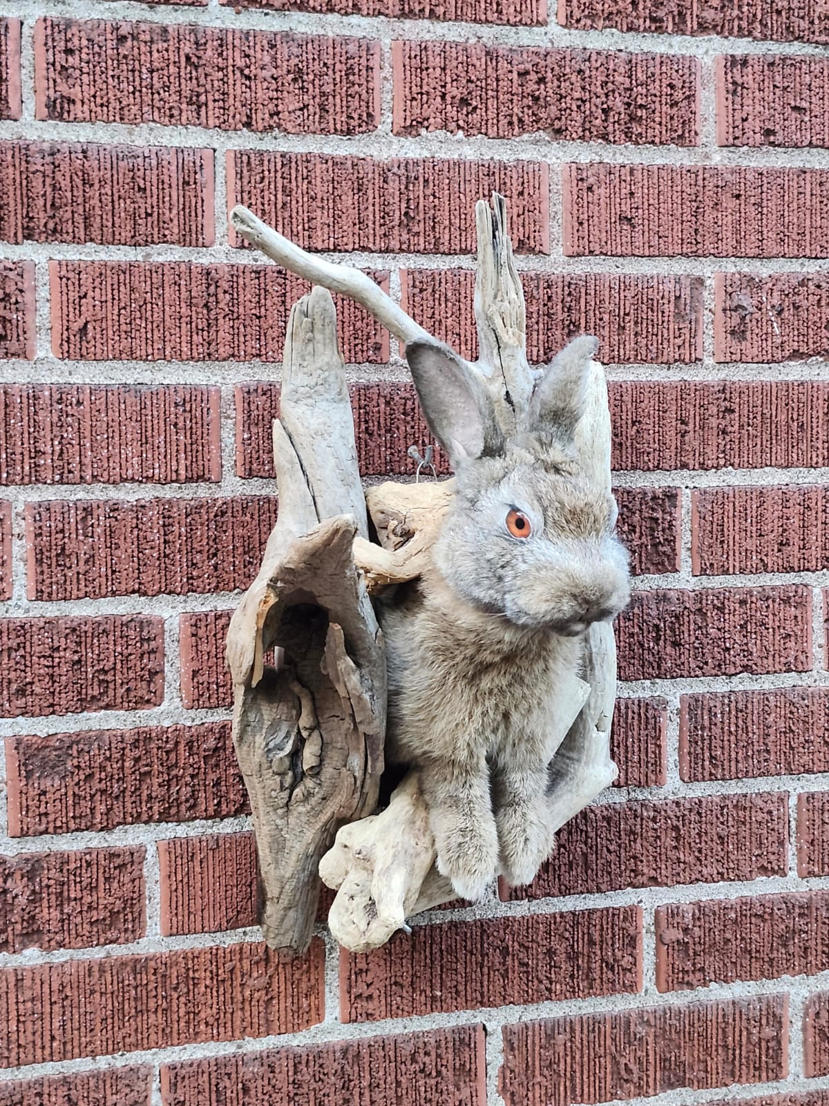 Shoulder mount rabbit / bunny / jackalope taxidermy