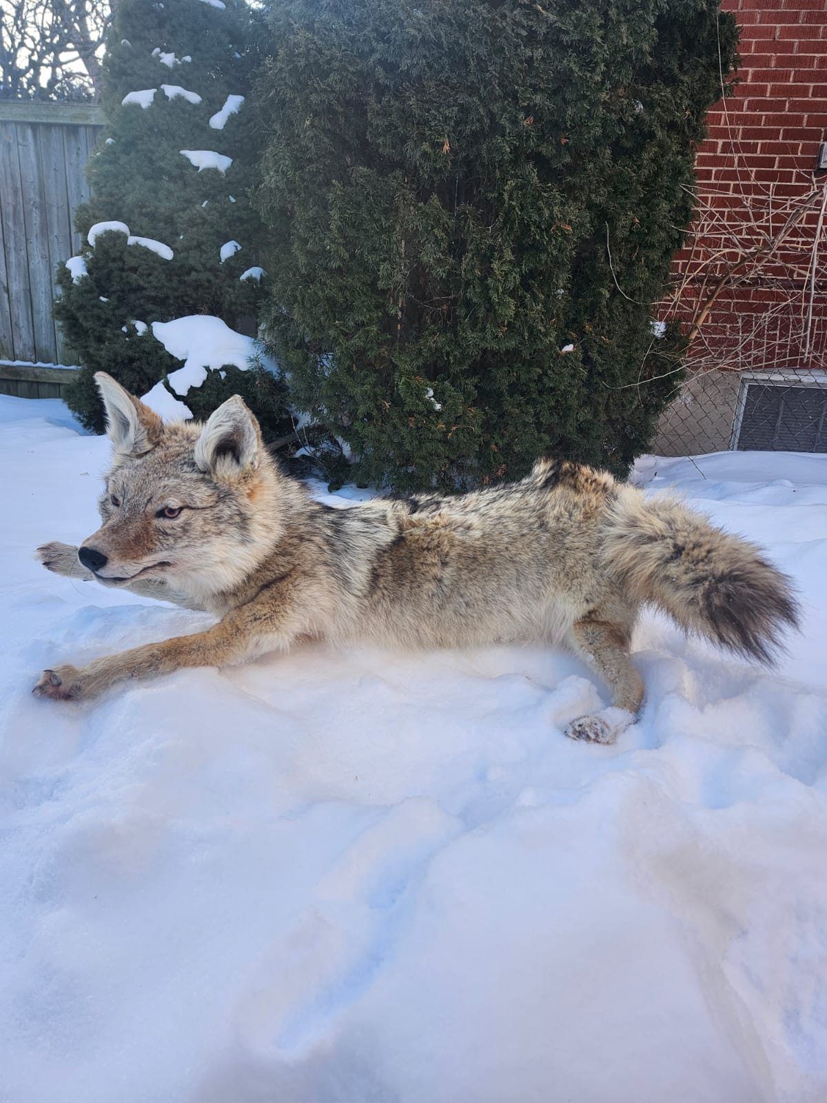 Pose-able soft mount coyote taxidermy