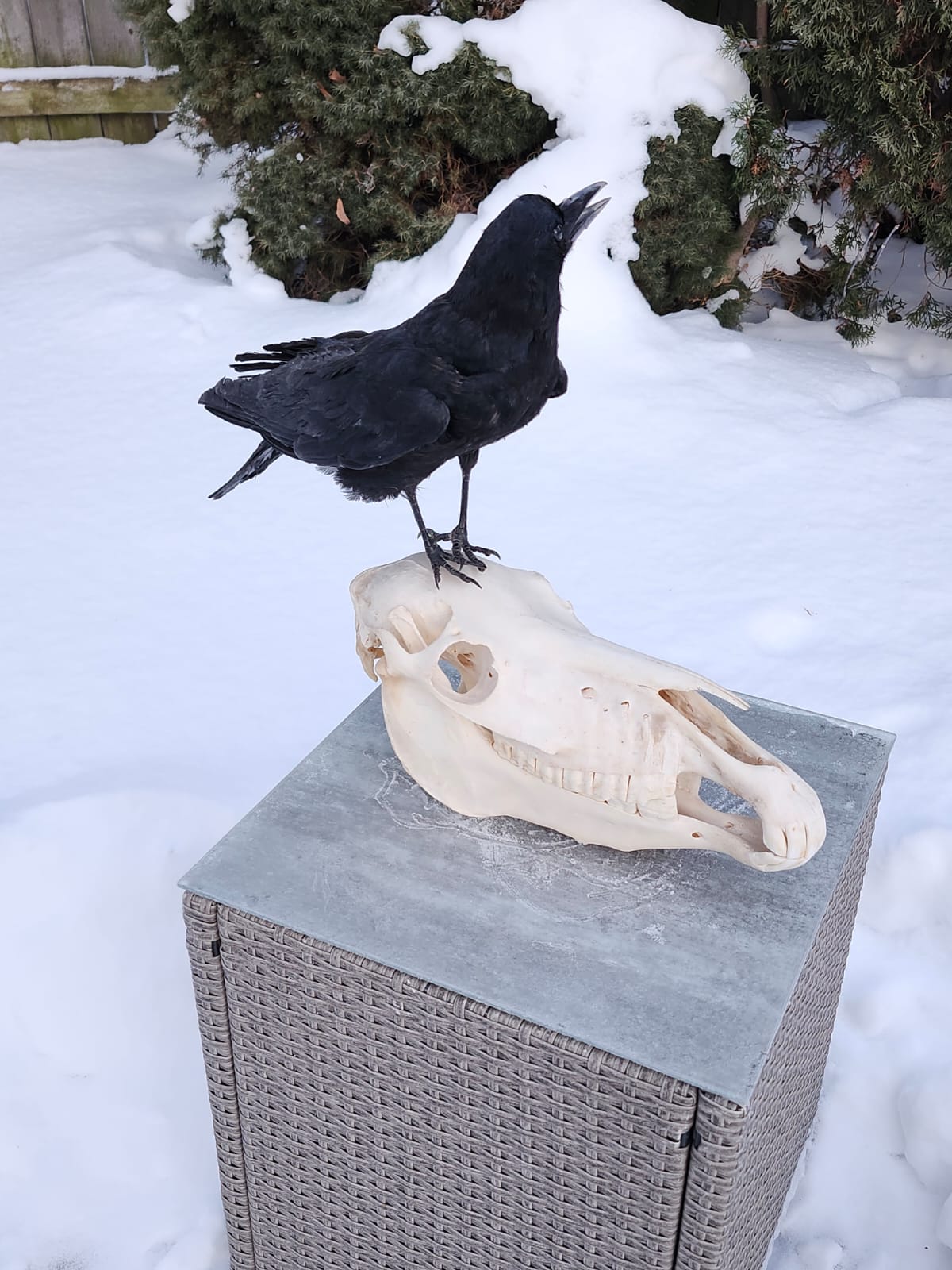 Carrion Crow taxidermy standing on a donkey skull