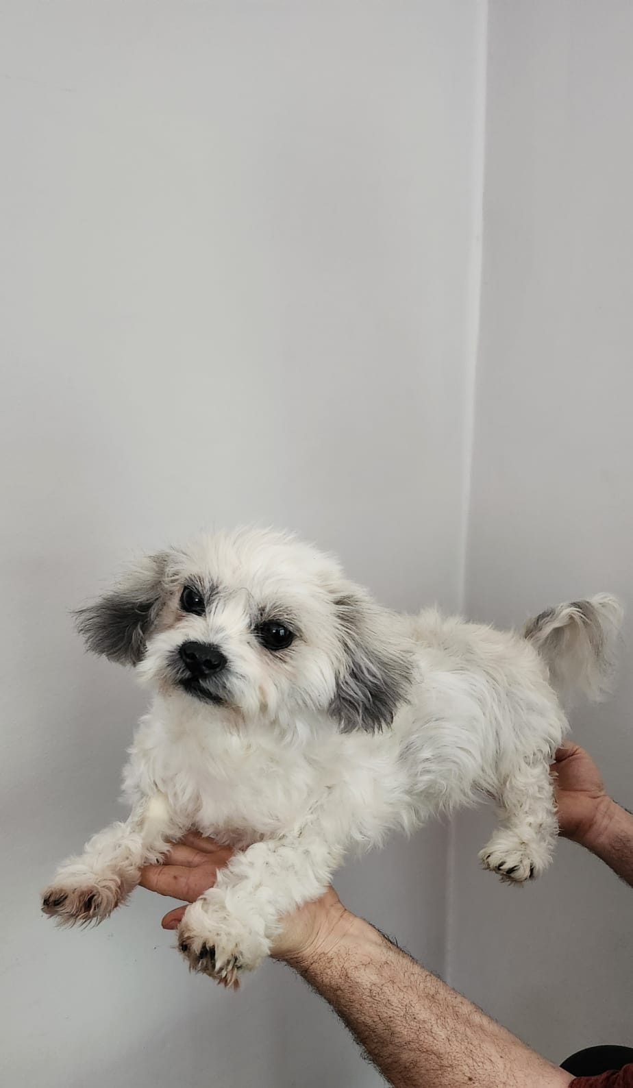 Posable soft mount dog