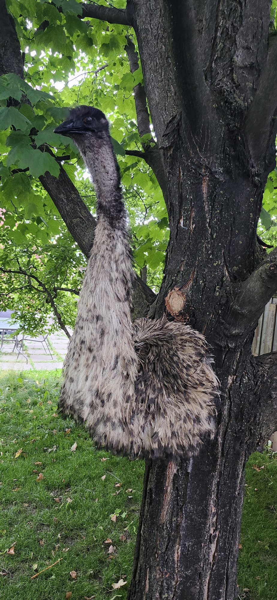 Shoulder mount, half body emu taxidermy, large bird taxidermy
