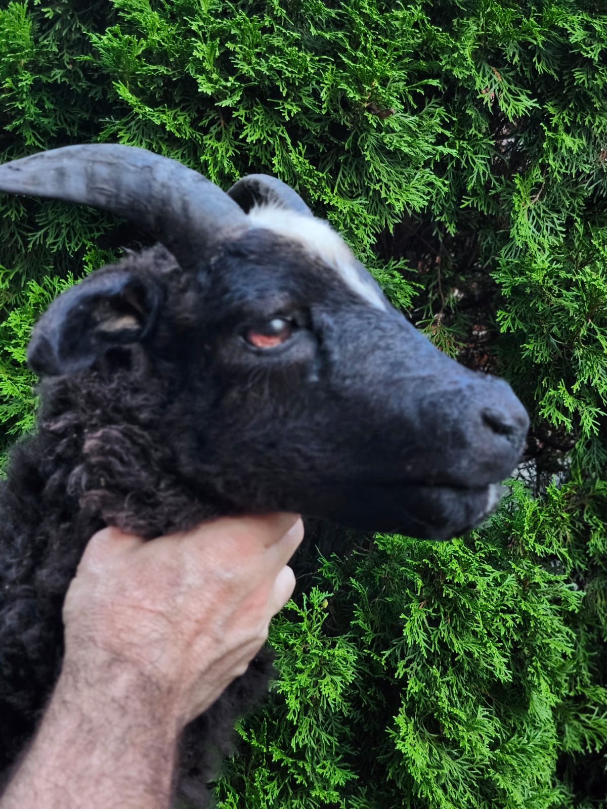 Black soft mount sheep taxidermy with horns