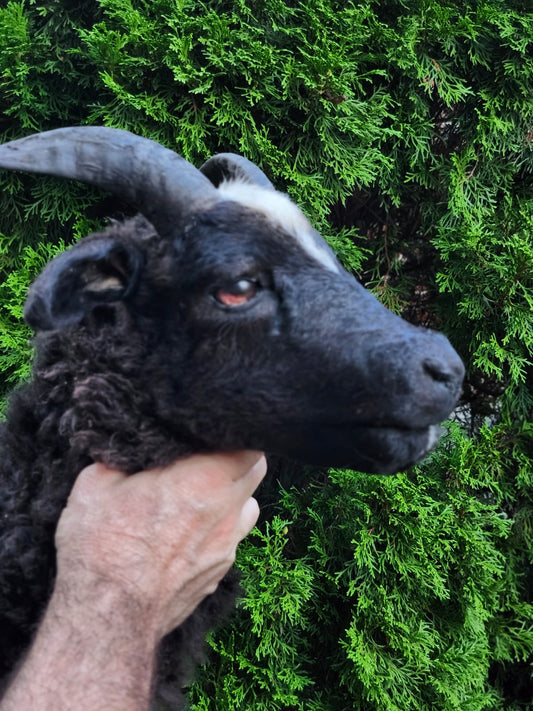 Black soft mount sheep taxidermy with horns