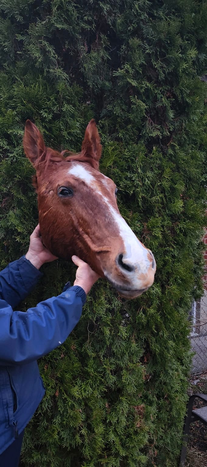 Horse head taxidermy