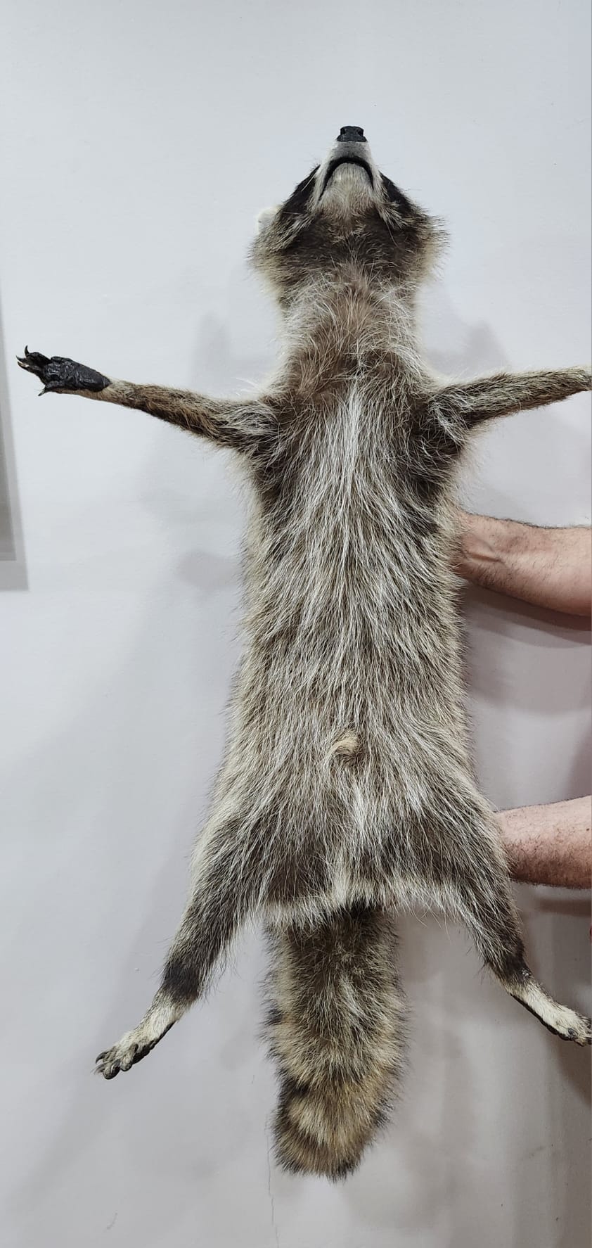 XXL floppy soft mount raccoon taxidermy