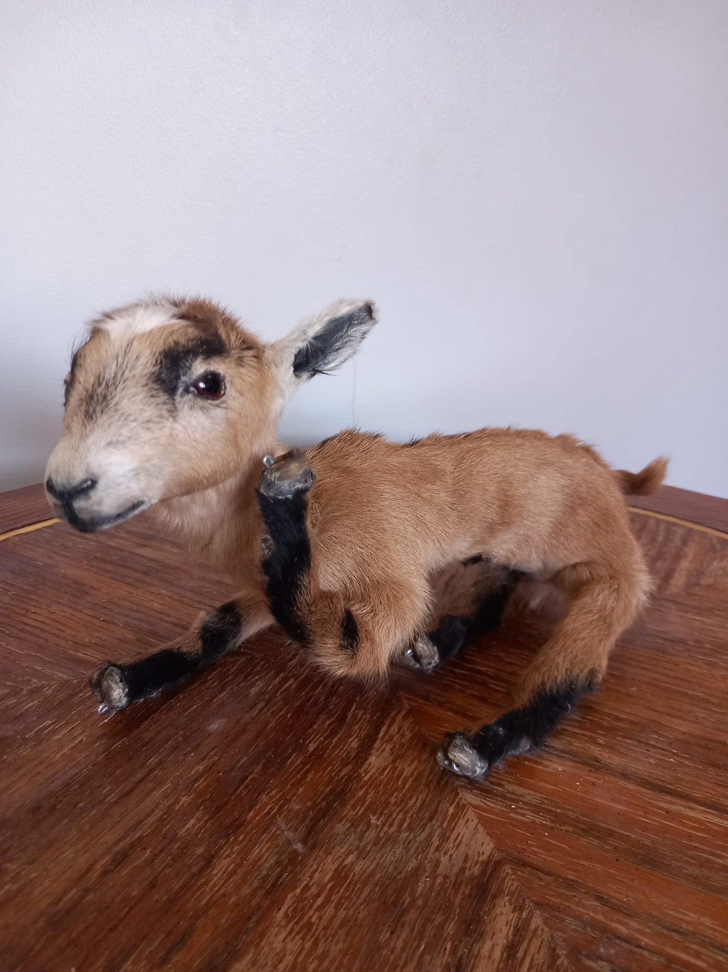Fully Posable soft mount baby goat taxidermy
