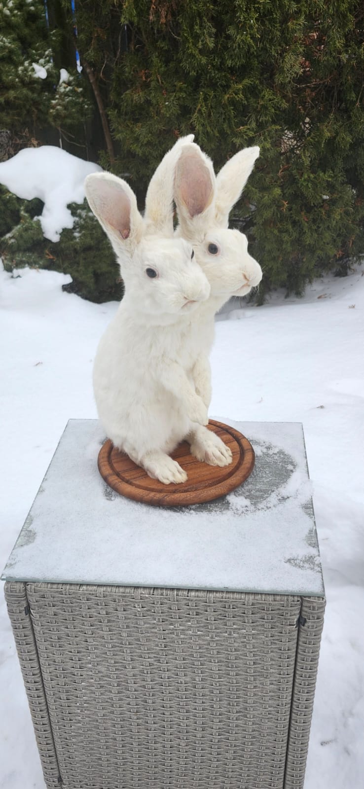 Two headed standing white rabbit taxidermy mythical bunny