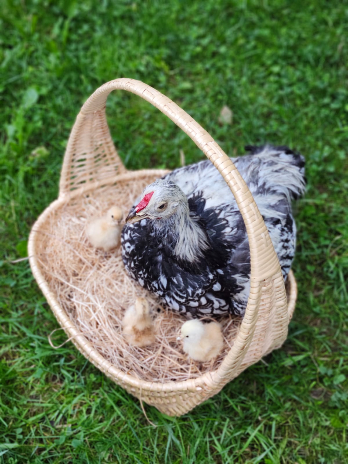 Chicken, rooster, hen taxidermy sitting in a basket with her three chicks