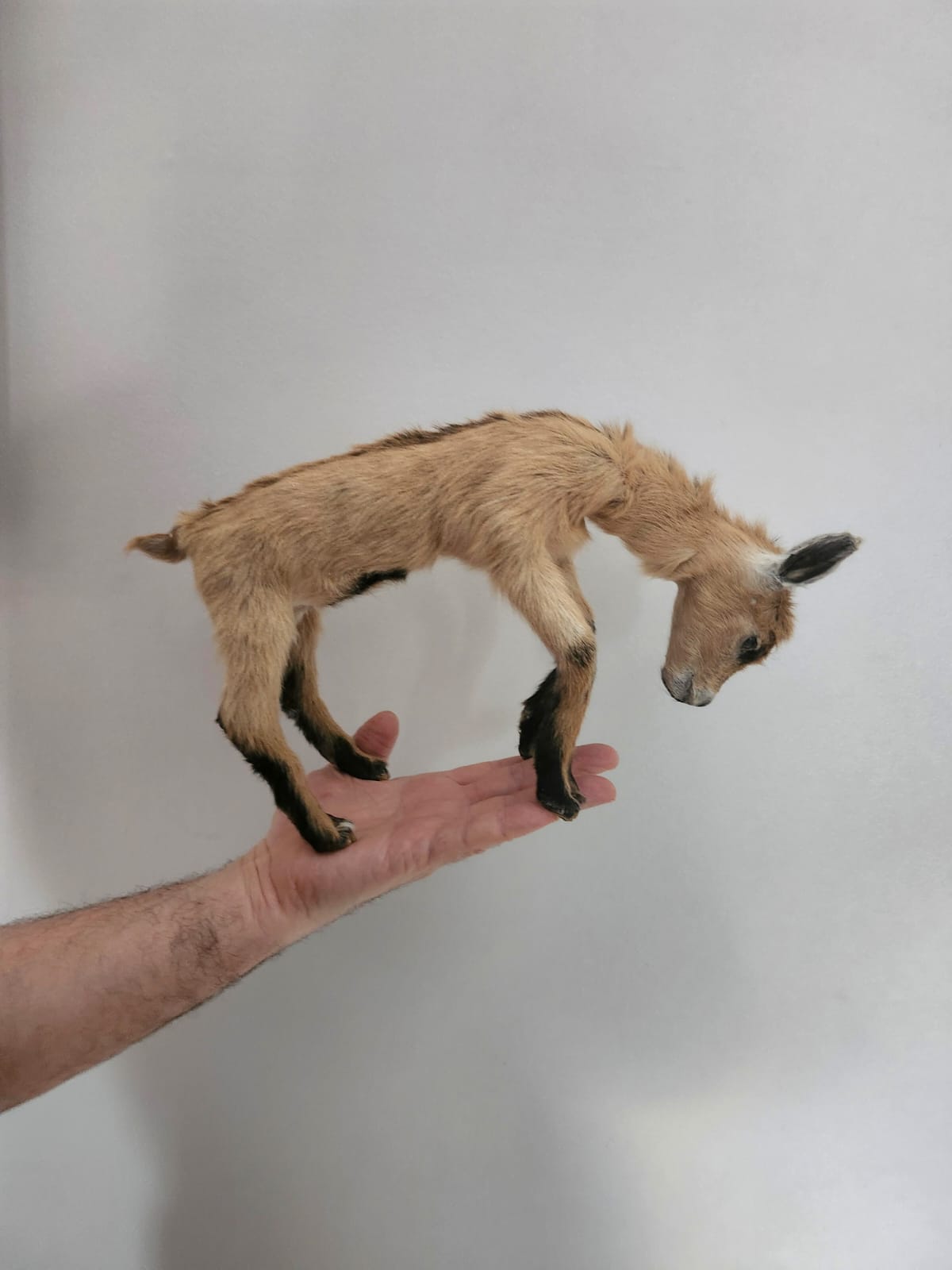 Pose-able soft mount baby goat taxidermy