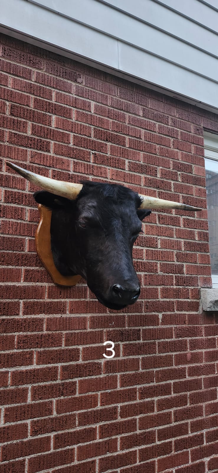 Black wall mount cow taxidermy