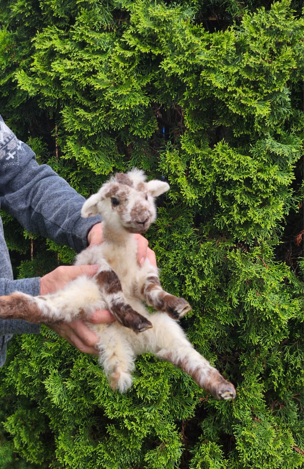 Floppy soft mount baby lamb taxidermy, goat, sheep taxidermy