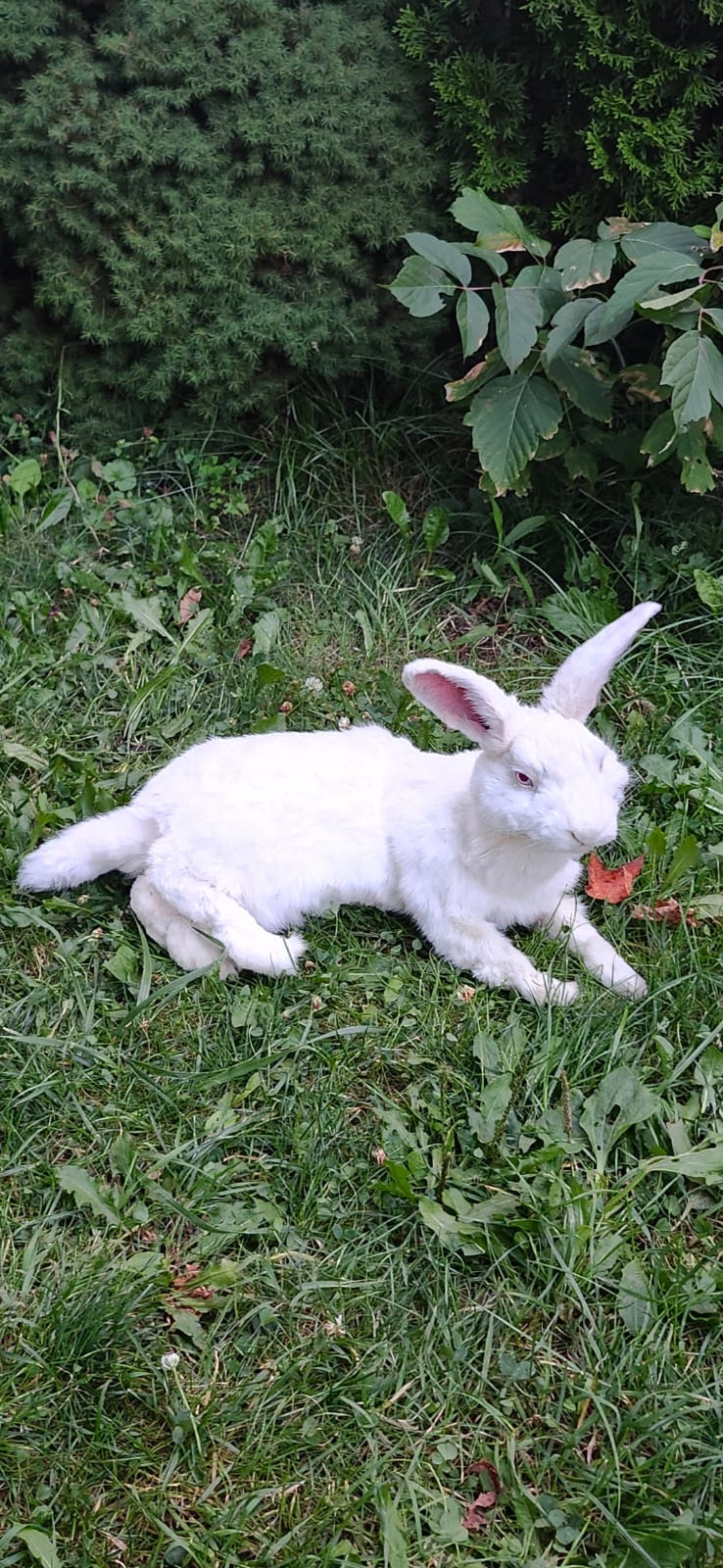 Fully posable XXL soft mount white rabbit taxidermy